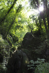 Forest Light