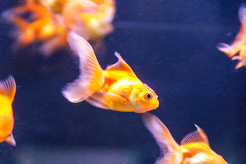 Orange parrot fish swimming in aquarium