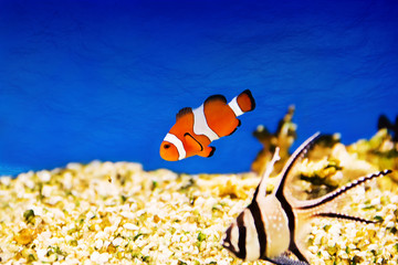 Photo of clown fish in zoo