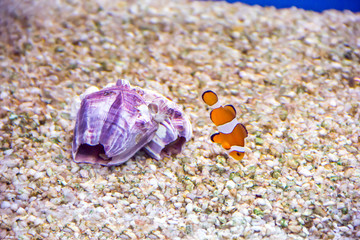 Aquarium fish scalare