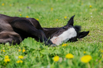 Cute foal having a rest on the pasture.