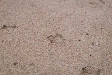 Natural background with traces of gulls on the sand. Prints of paws of seagulls on the sandy beach.