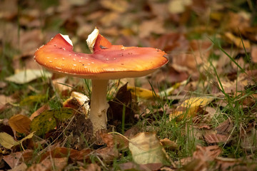 toadstool