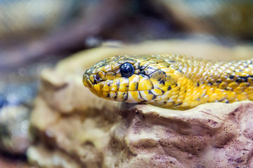 Photo of snake close up in zoo