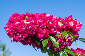 Pink flowers on blue sky background