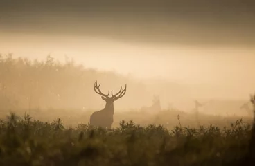 Foto op Plexiglas Edelherten in bos op mistige ochtend © Budimir Jevtic