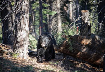 Does a Bear Shit in the Woods