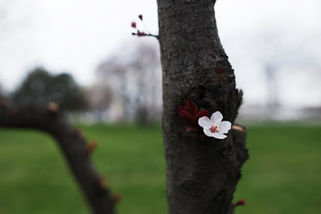 One beautiful flower blooming on spring tree