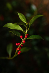 Grüne Planze mit roten Früchten