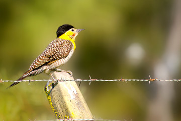 Pampas flicker perched on a pole 