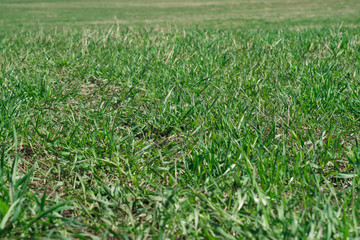 Field with green grass nature texture background