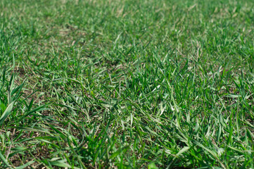 Field with green grass nature texture background