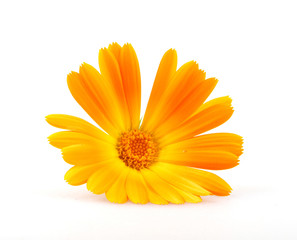 Marigold - Calendula Officinalis Isolated On White Background