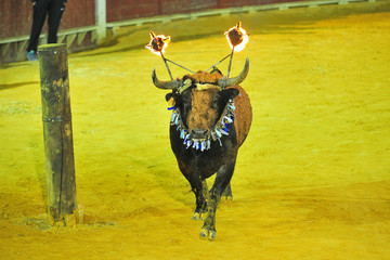 toro en españa