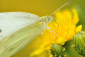 butterfly on flower