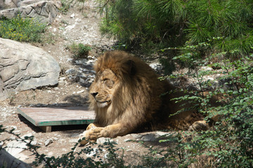 Naklejka premium lion lying on the ground