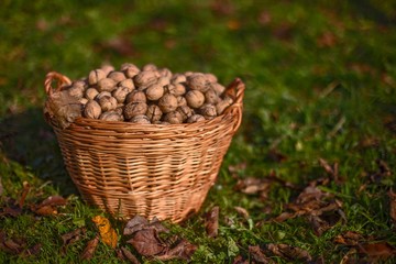 The walnut collected in the basket is scattered on the ground on the background of grass and fallen...