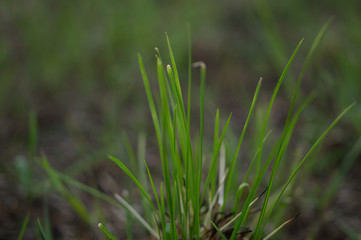Green grass closeup abstract macro background texture