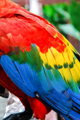 Obraz premium Textura plumas 2