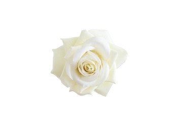 White cream rose bud close up. White isolate