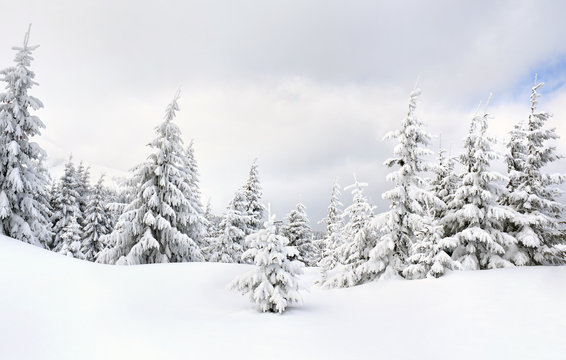 Winter landscape of mountains in fir forest and glade in snow