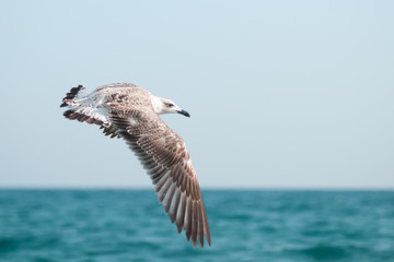 Sea-gull flying above the sea.