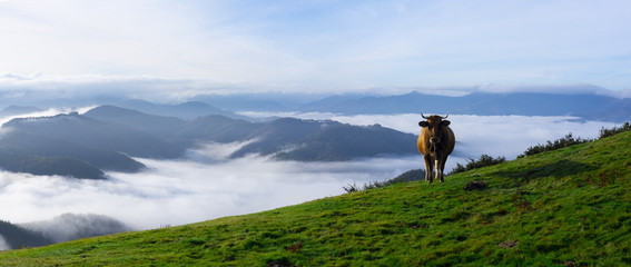Cow grazing in green mountains with fog, Basque Country, Euskadi