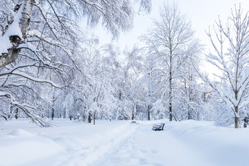 Snowy winter in the Park. Trees after snowfall. Moscow. Russia