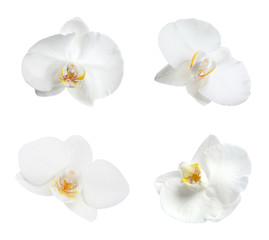 Set with beautiful orchid flowers on white background