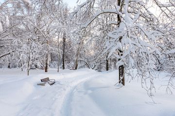 Snowy winter in the Park. Trees after snowfall. Moscow. Russia
