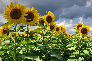 Obraz premium Sunflower Field
