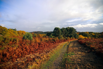 Woodbury Common in Devon