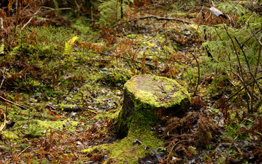 Old stump in forest.