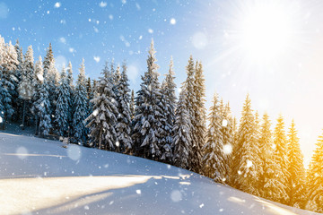 Pine trees in mountains and falling snow in fairy tale winter sunny morning. Soft ligth vintage effect.