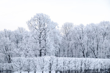 Russian Winter. View of the Summer Garden through Marsovo Pole in St. Petersburg.