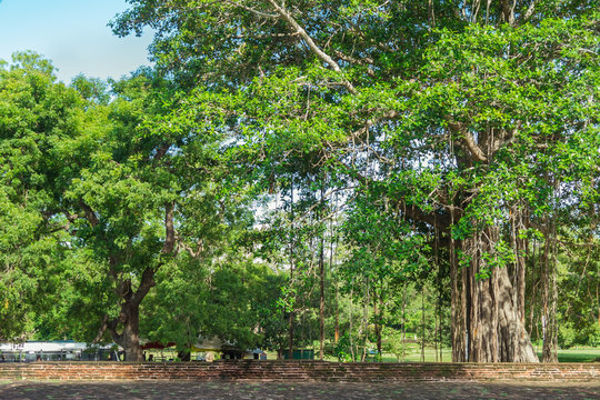 A large, spreading Bodhi tree on the square in Sri Lanka.