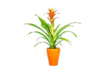 Blooming orange bromeliad flower with green leaves in orange stylish pot closeup isolated on white background