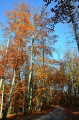 Herbstlandschaft - Herbstwald - Waldweg unter blauem Himmel