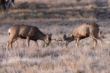 Naklejka na ściany i meble Young Mule Deere Bucks Sparing. Wild Deer on the High Plains of Colorado