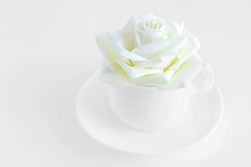 White rose bud in a white cup. Tea pair. White background.