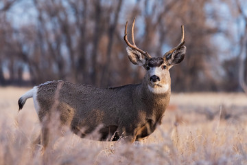 Naklejka na ściany i meble Mule Deer Buck at Sunrise. Wild Deer on the High Plains of Colorado
