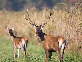 Red deer and hind in forest