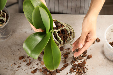 Woman transplanting orchid plant on table, closeup