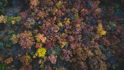 Top view of forest in autumn.