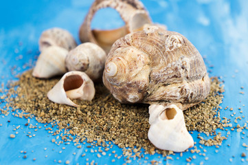 Veined rapa whelk, or Rapana venosa, sea shells and sand on bright blue background