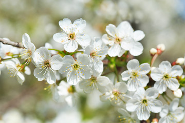 Branch of cherry tree blossom. White flowers on a tree.