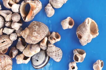 Veined rapa whelk, or Rapana venosa, sea shells on bright blue background