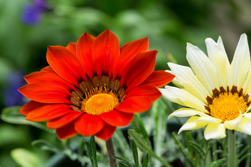 gazania flower or african daisy in a garden