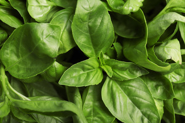 Fototapeta na wymiar Fresh green basil leaves as background, closeup