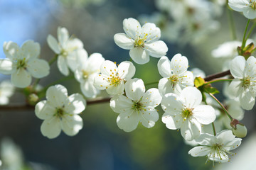 Obraz na płótnie Canvas branch of cherry tree blossom